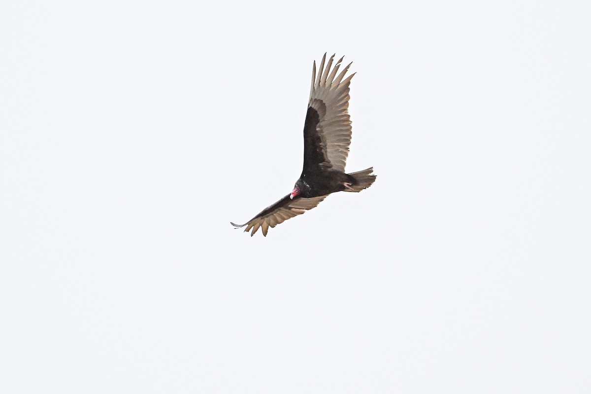Turkey Vulture - ML617609498