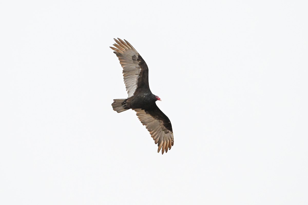 Turkey Vulture - ML617609499