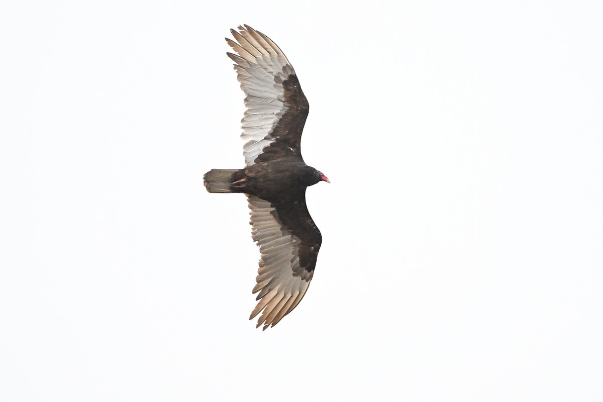Turkey Vulture - ML617609500