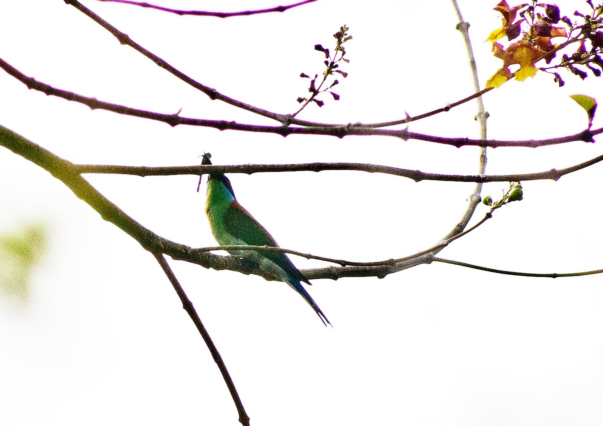 Rufous-crowned Bee-eater - ML617609522