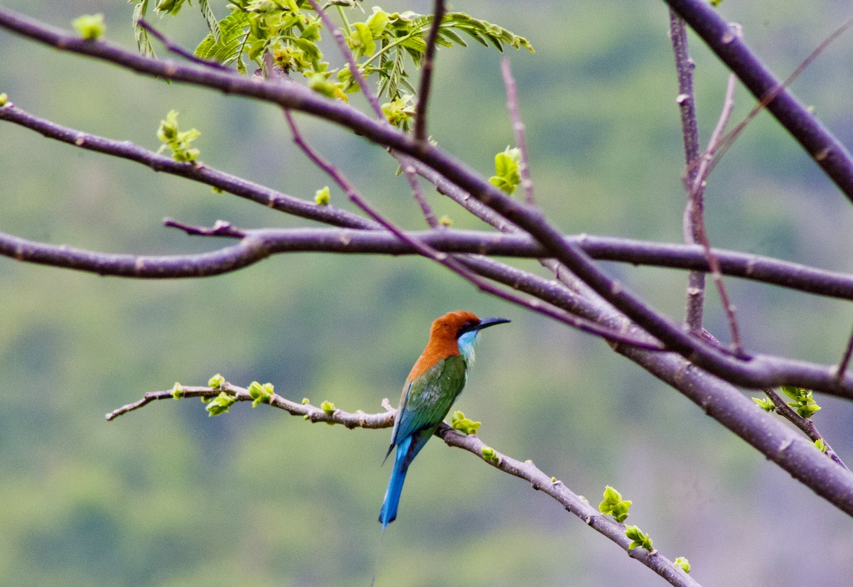 Rufous-crowned Bee-eater - ML617609532