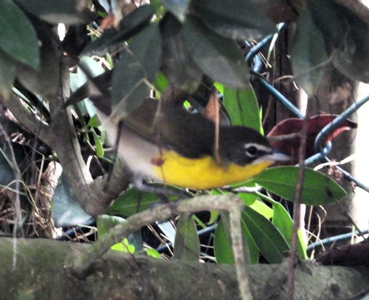 Yellow-breasted Chat - ML617609534
