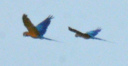Blue-and-yellow Macaw - ML617609538