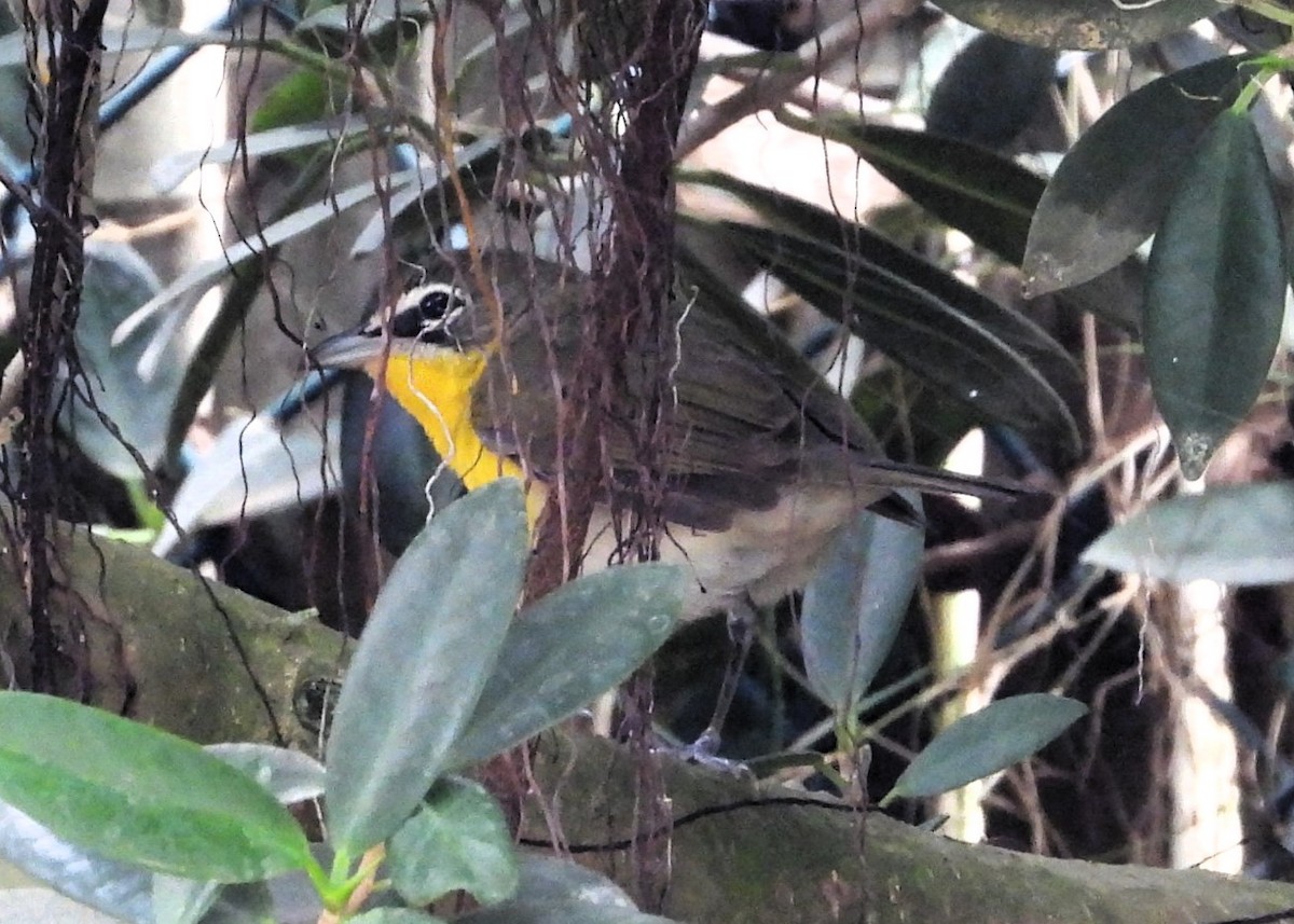 Yellow-breasted Chat - ML617609543