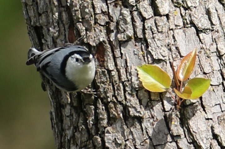 White-breasted Nuthatch - ML617609575