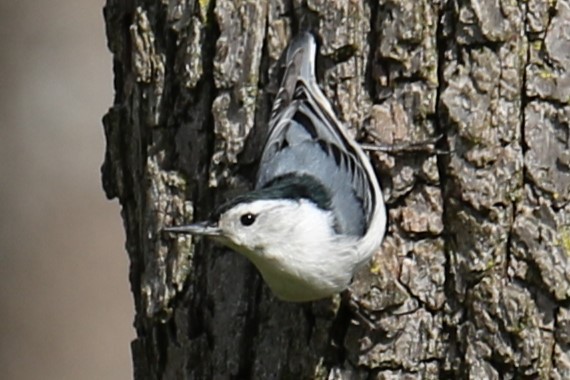 White-breasted Nuthatch - ML617609578