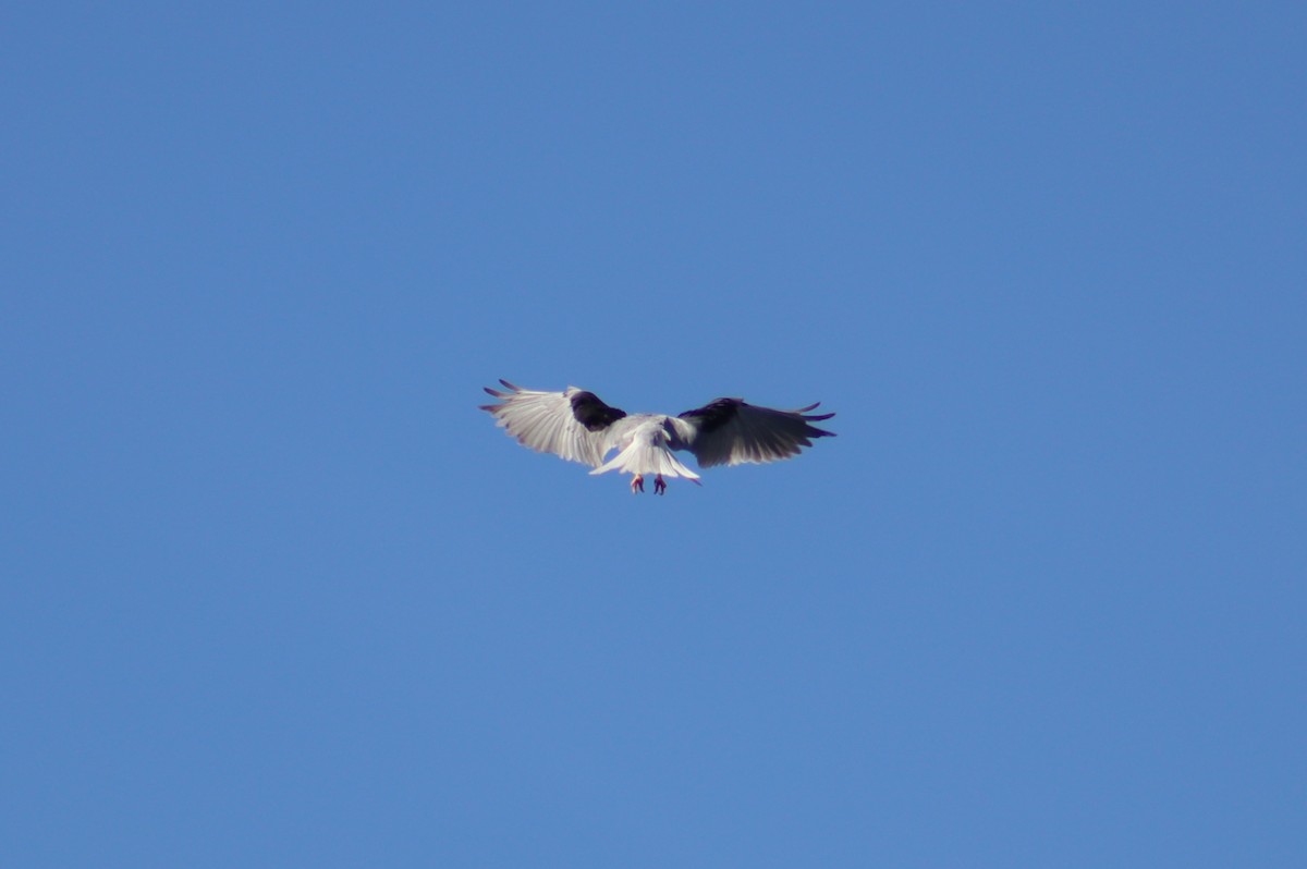 White-tailed Kite - Valentin Regis