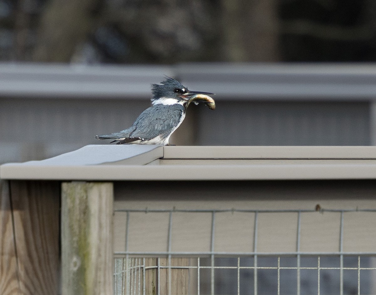 Belted Kingfisher - ML617609652