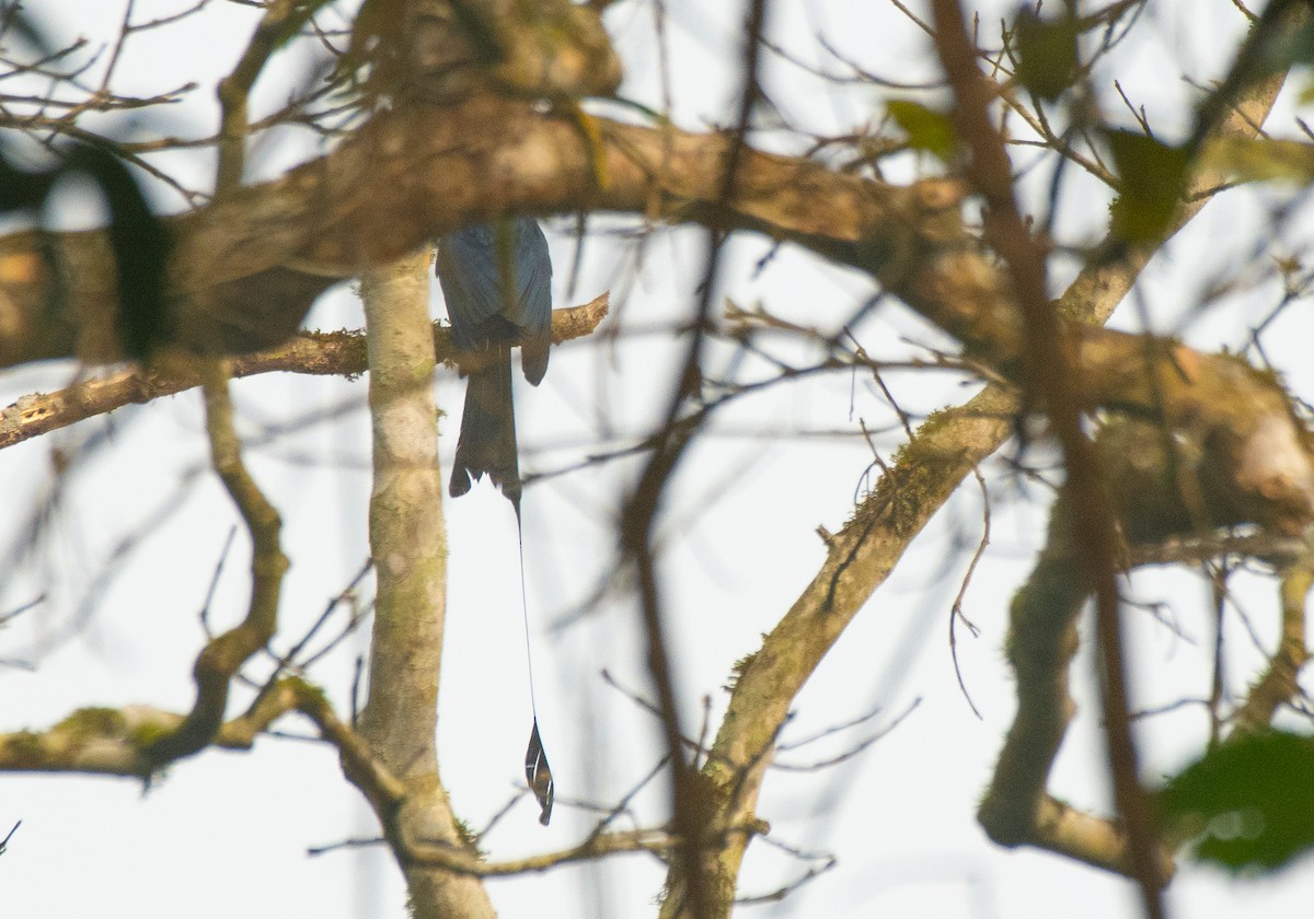 Greater Racket-tailed Drongo - Anuj Ghimire