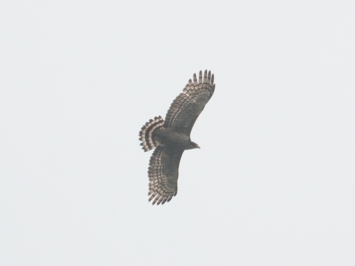 Crested Serpent-Eagle - ML617609691