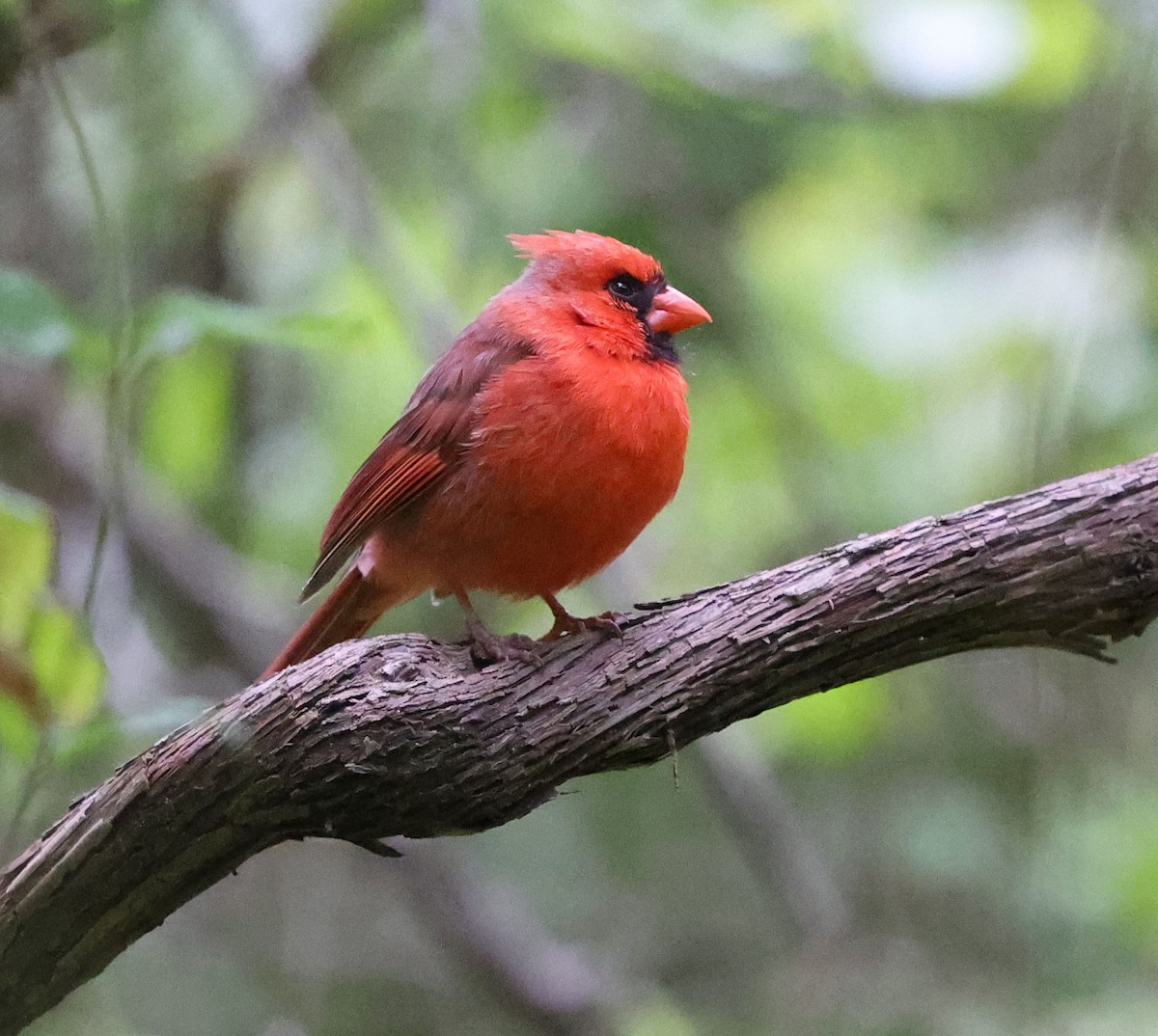 Cardinal rouge - ML617609756