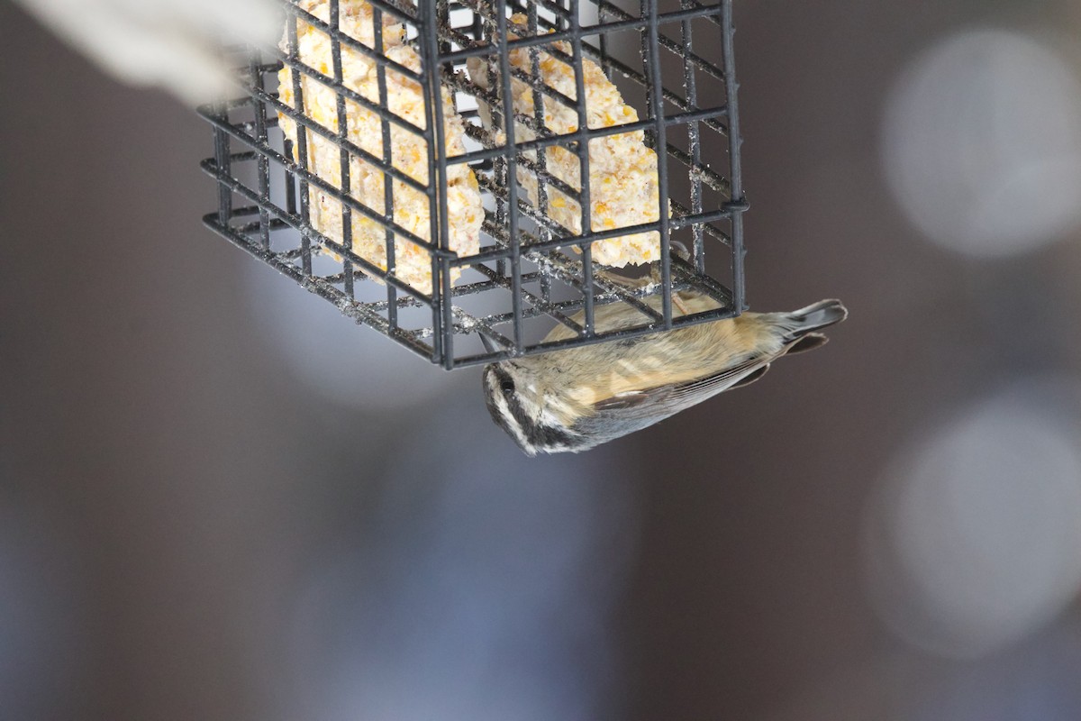 Red-breasted Nuthatch - ML617609757