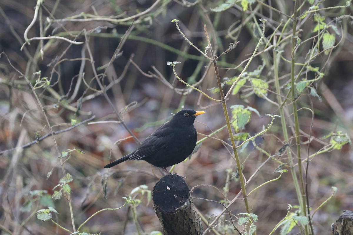 Eurasian Blackbird - ML617609759