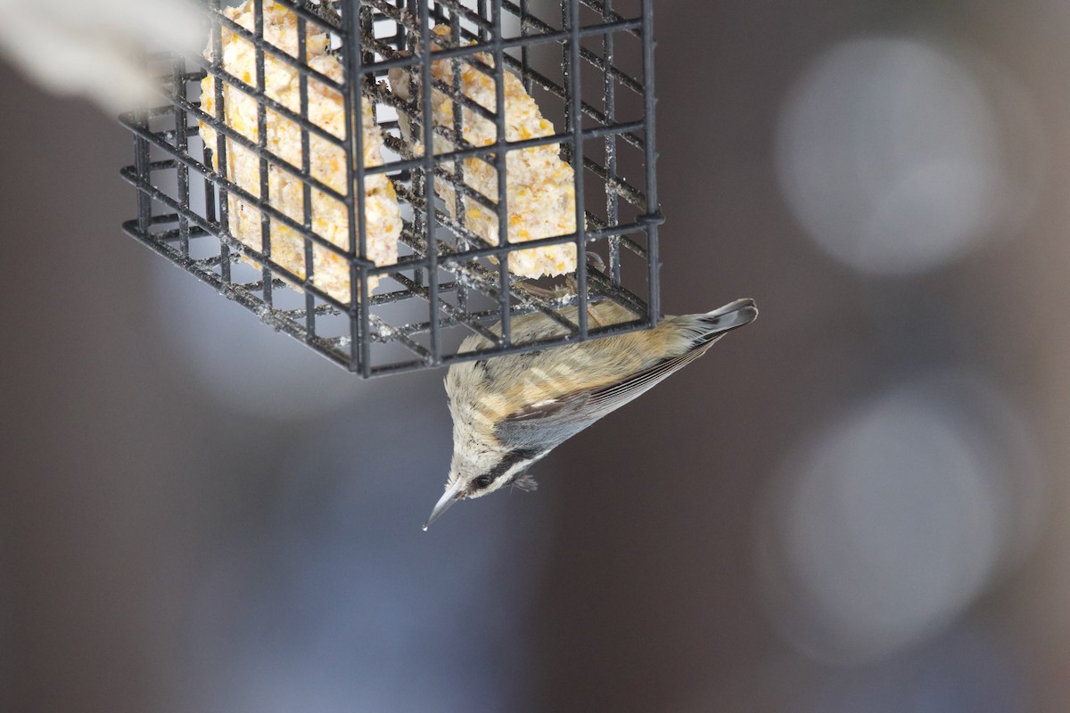 Red-breasted Nuthatch - ML617609760