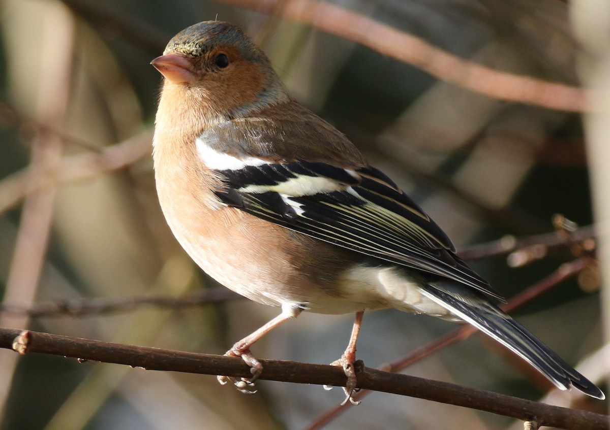 Common Chaffinch - Paul Anderson