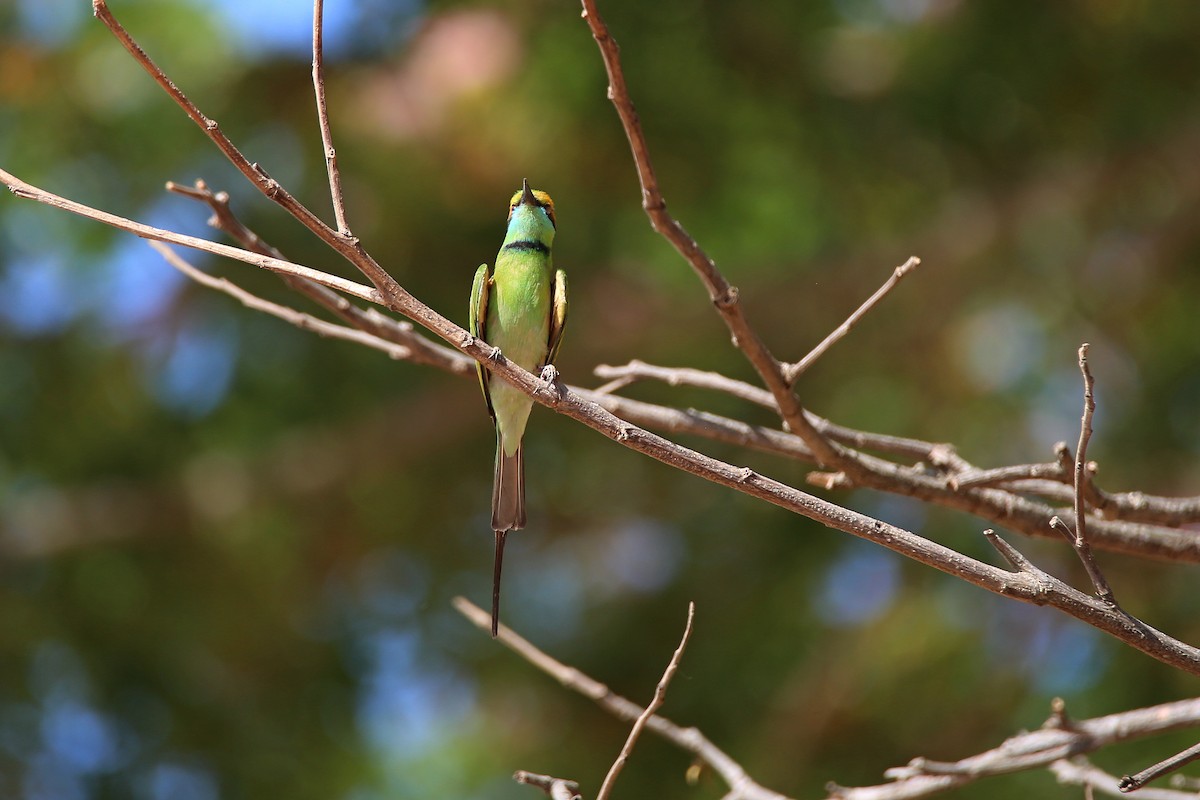 Asian Green Bee-eater - ML617609865