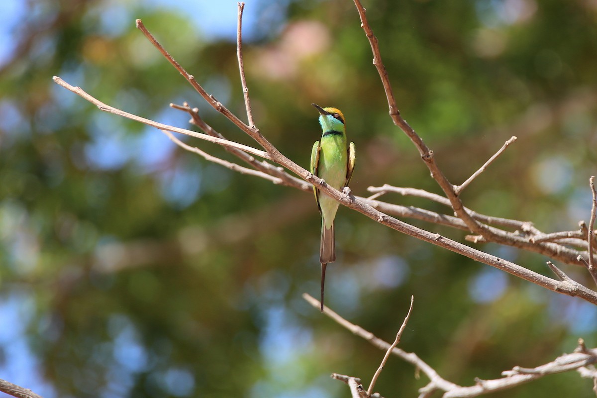 Asian Green Bee-eater - ML617609866