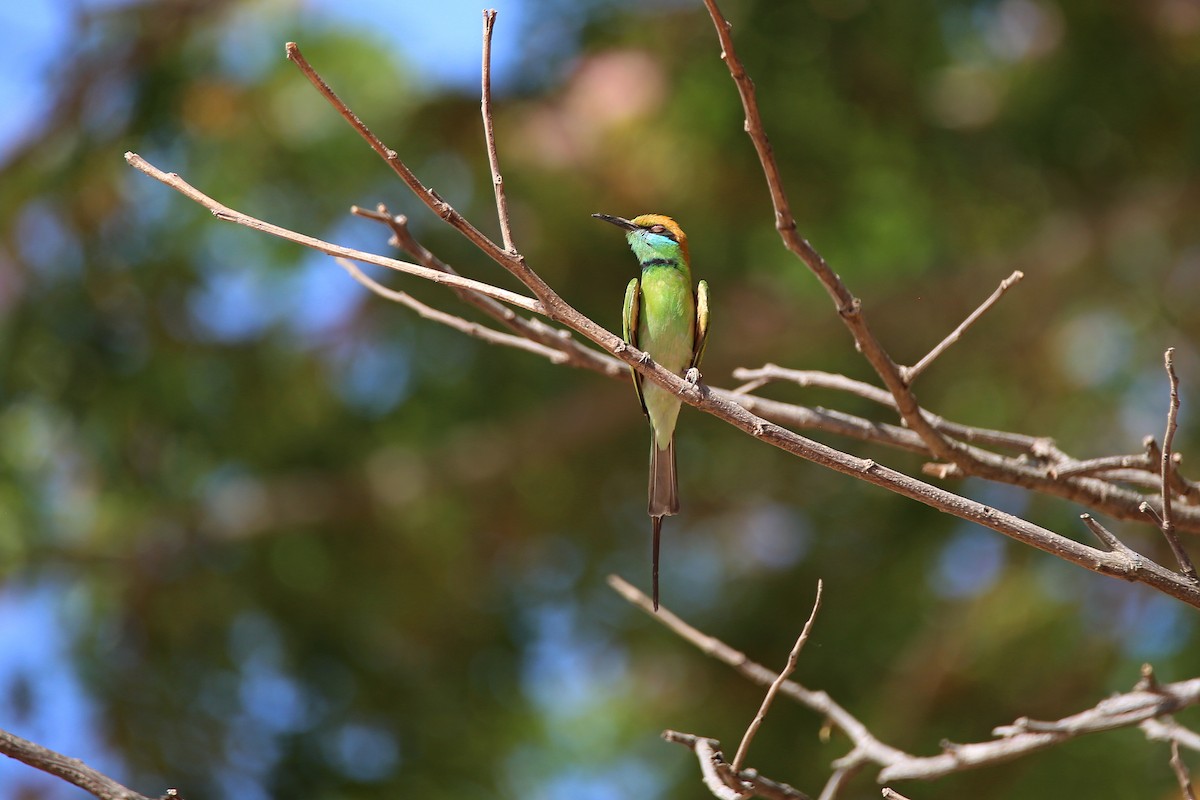 Asian Green Bee-eater - Christian H. Schulze