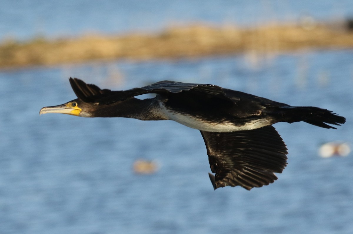 Great Cormorant - Paul Anderson
