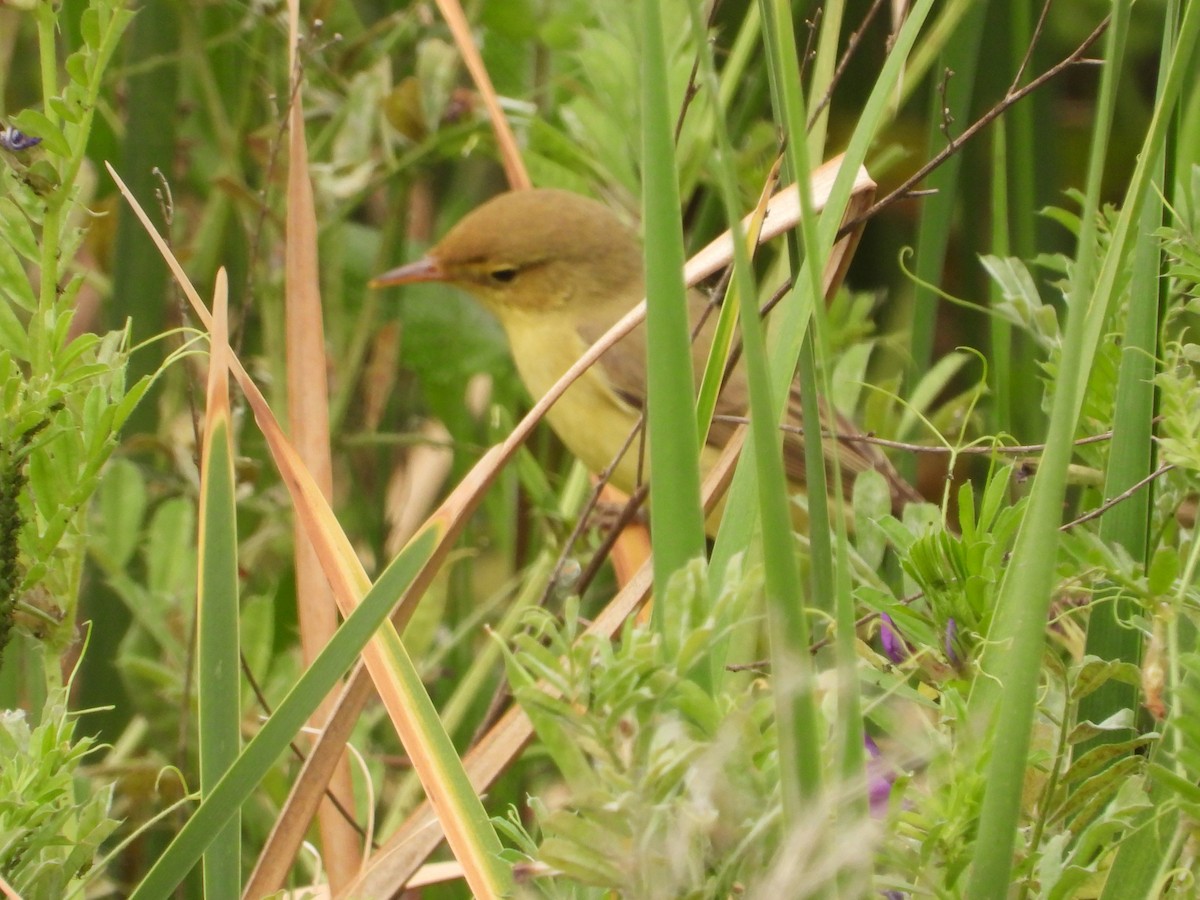 Melodious Warbler - ML617609871