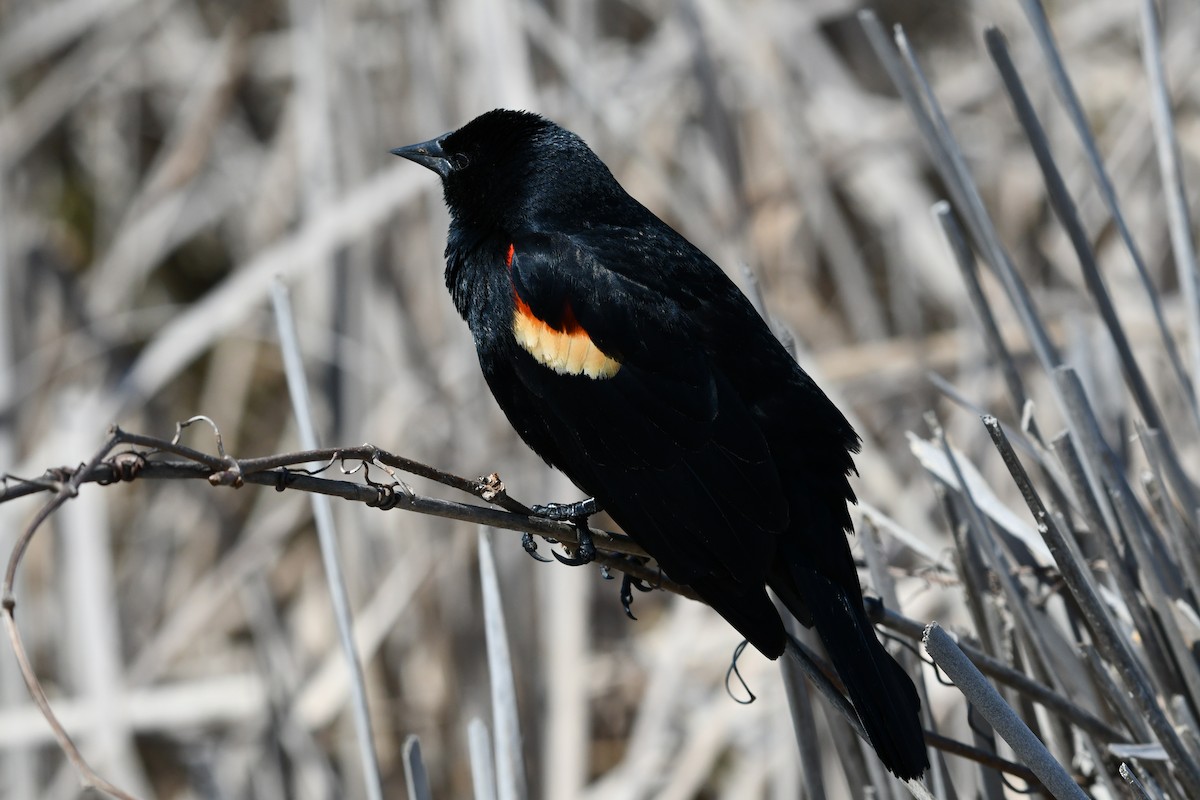 Red-winged Blackbird - Mike St.Pierre