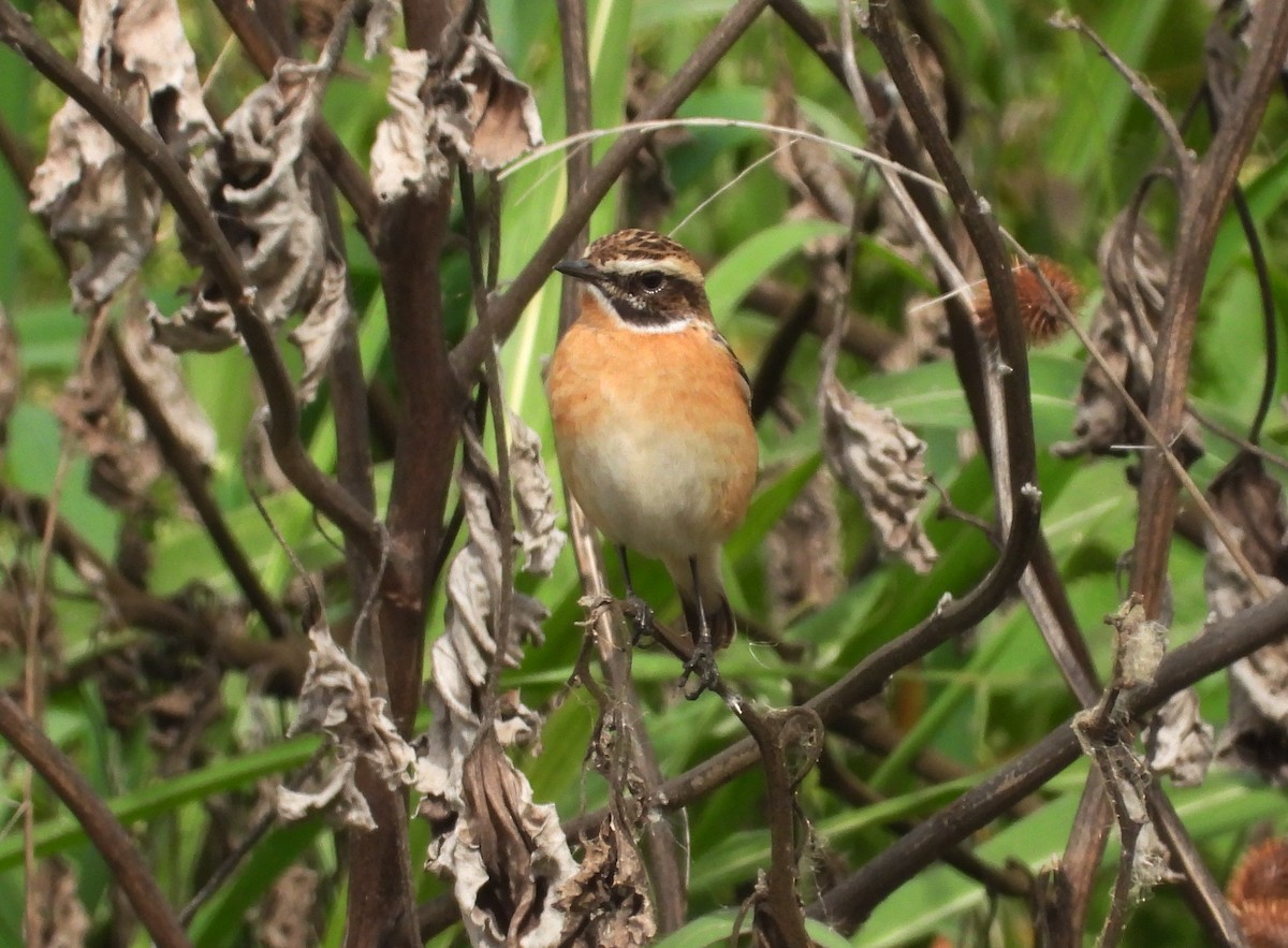 Whinchat - ML617609892