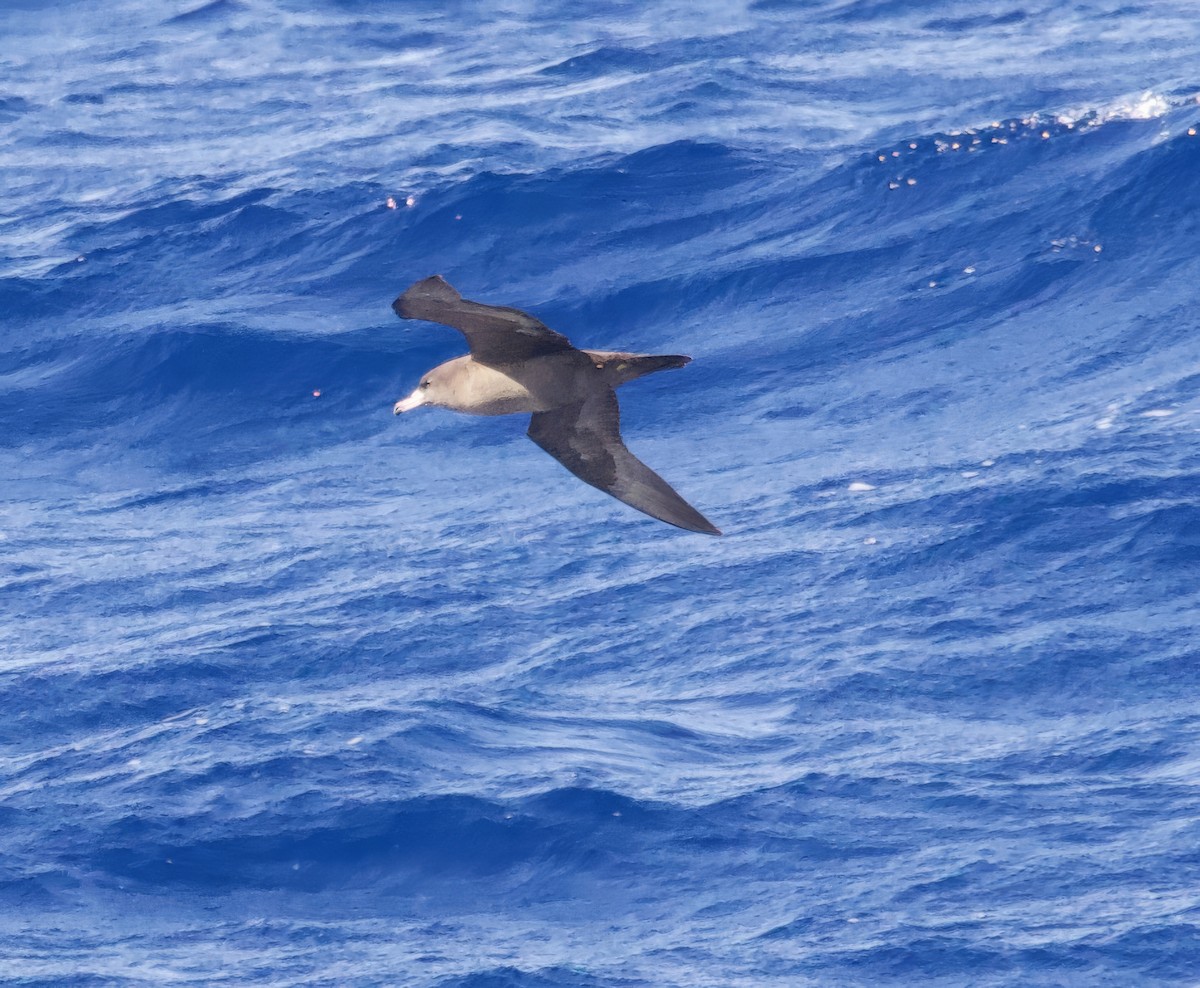 Flesh-footed Shearwater - ML617609900