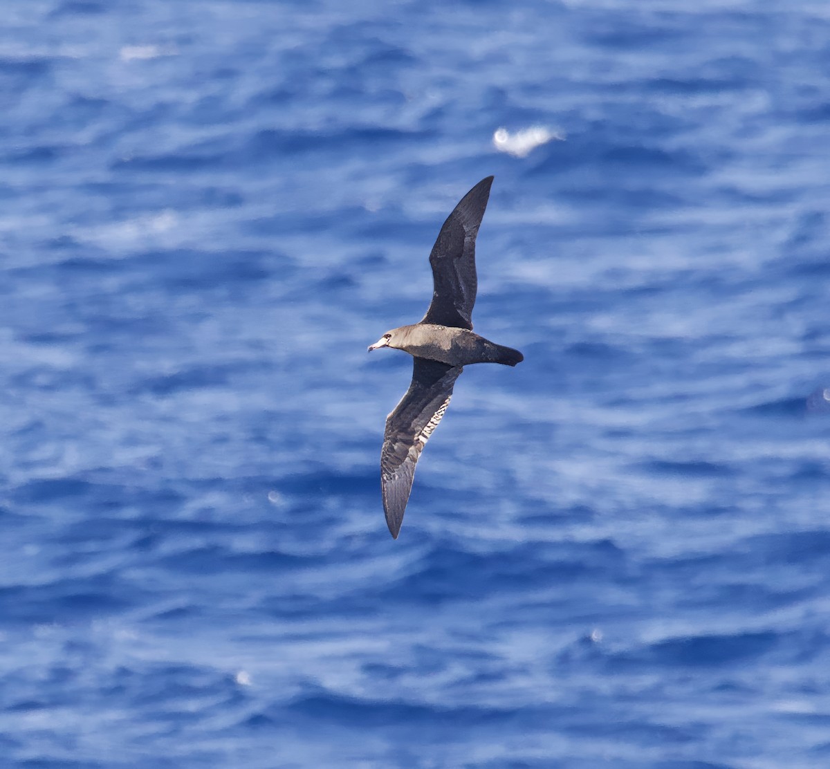 Flesh-footed Shearwater - ML617609901