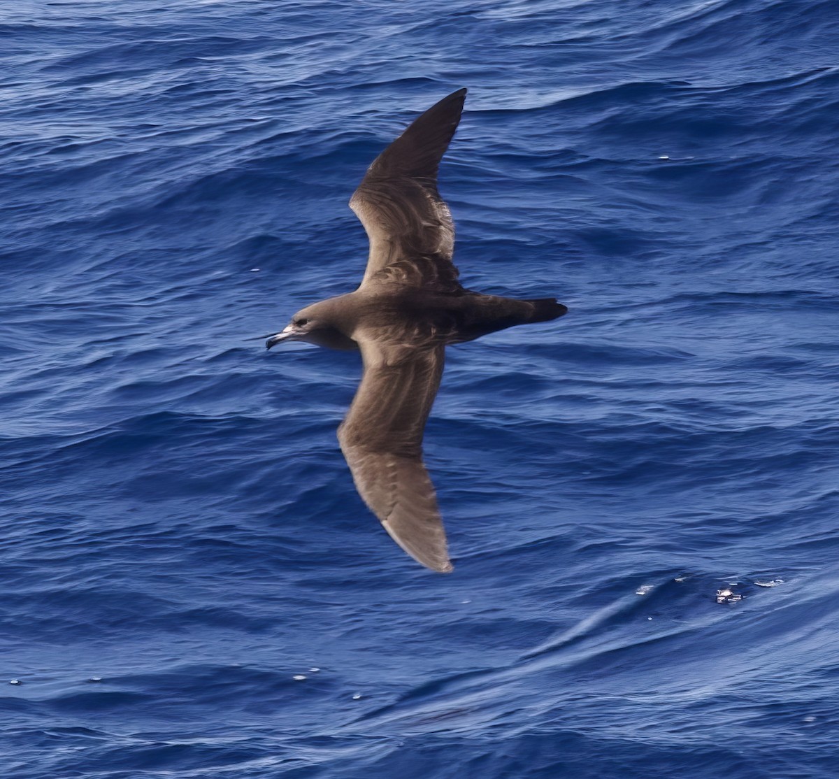 Flesh-footed Shearwater - ML617609902
