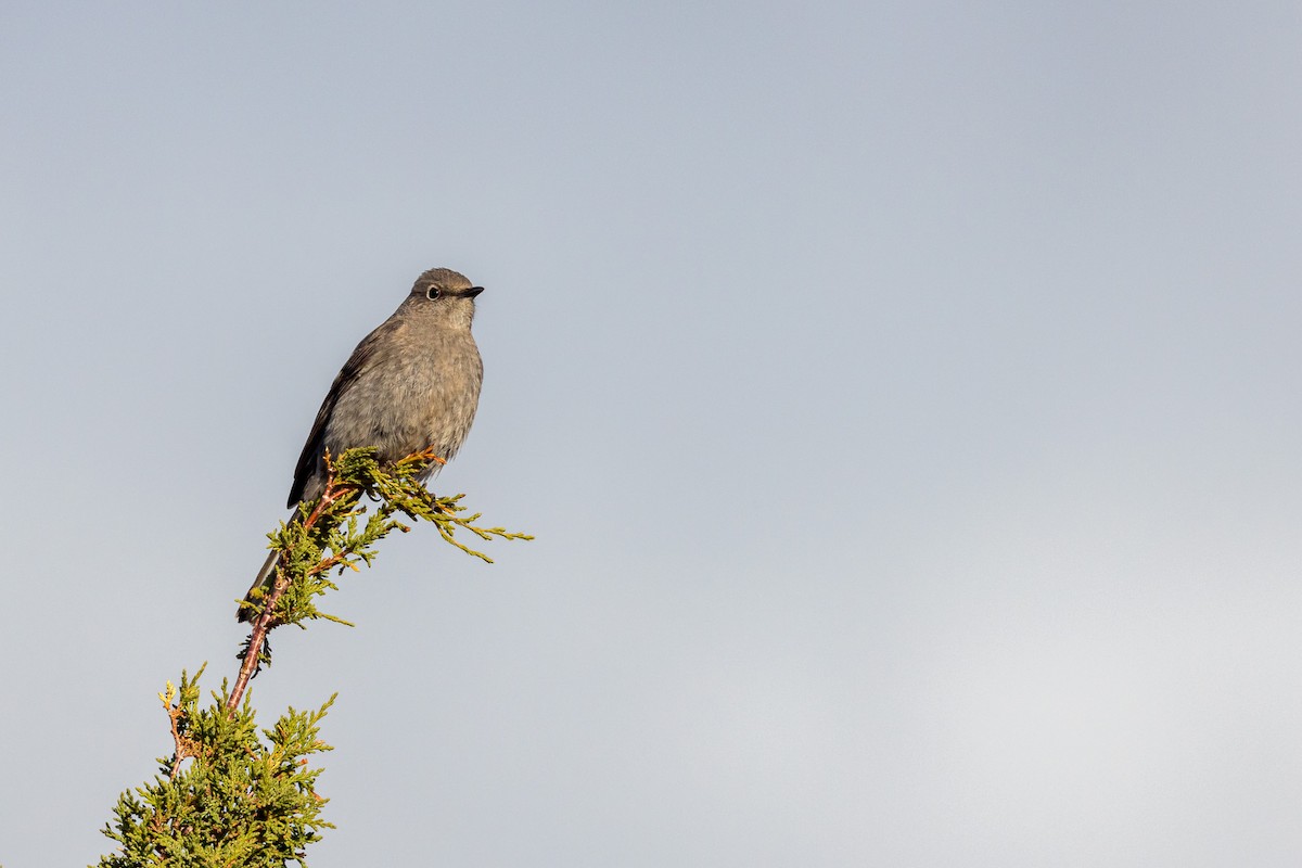 Townsend's Solitaire - ML617609904