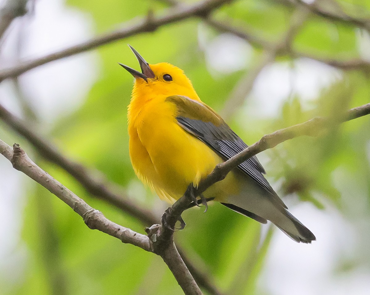 Prothonotary Warbler - ML617609954