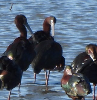 ibis hnědý - ML617609983