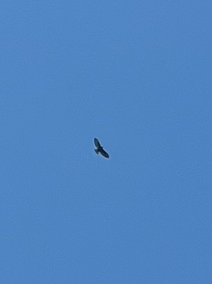 Short-tailed Hawk - ML617610019