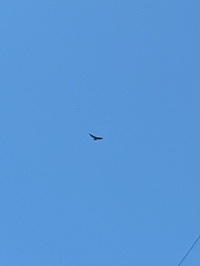 Short-tailed Hawk - ML617610021