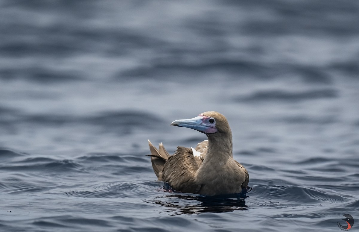Red-footed Booby - ML617610031