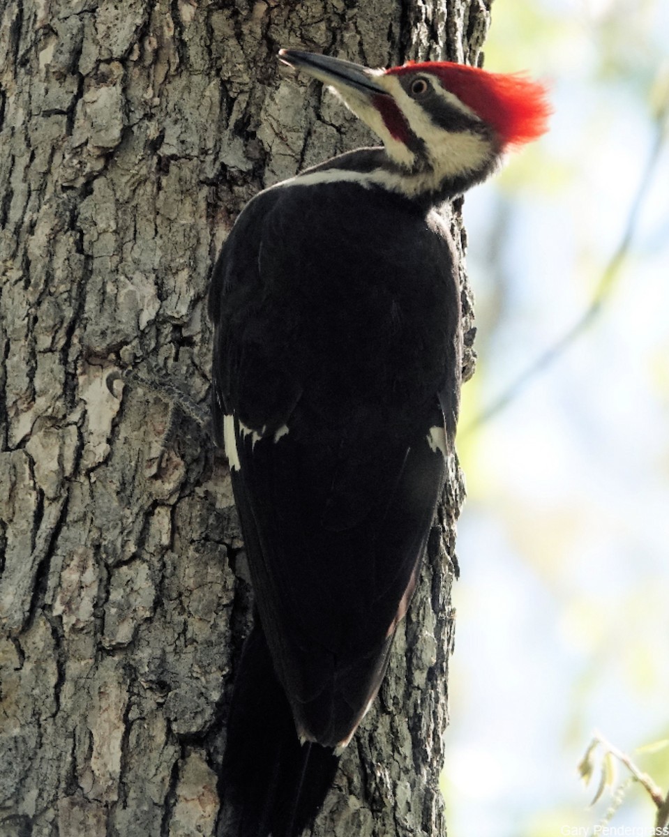 Pileated Woodpecker - ML617610075