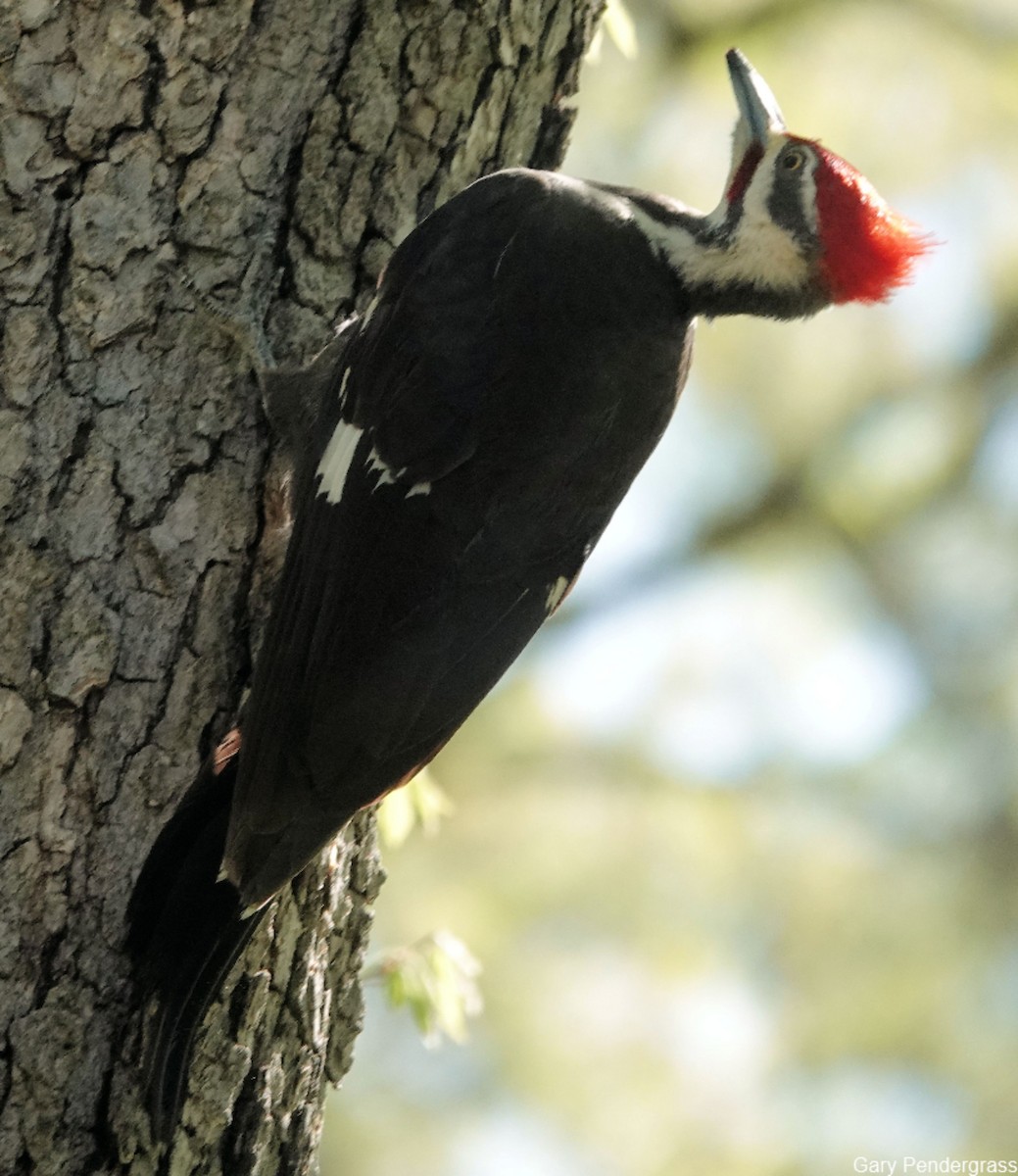 Pileated Woodpecker - Gary Pendergrass
