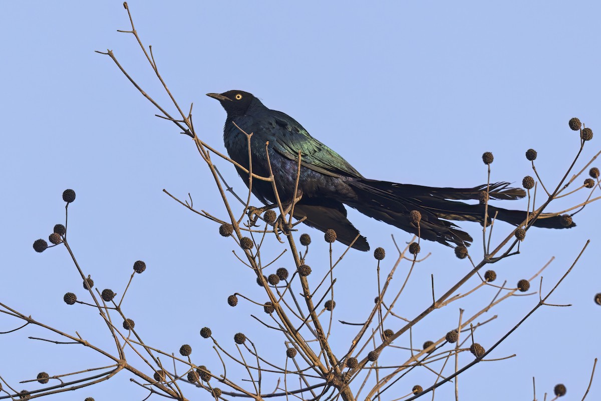 Long-tailed Glossy Starling - ML617610133
