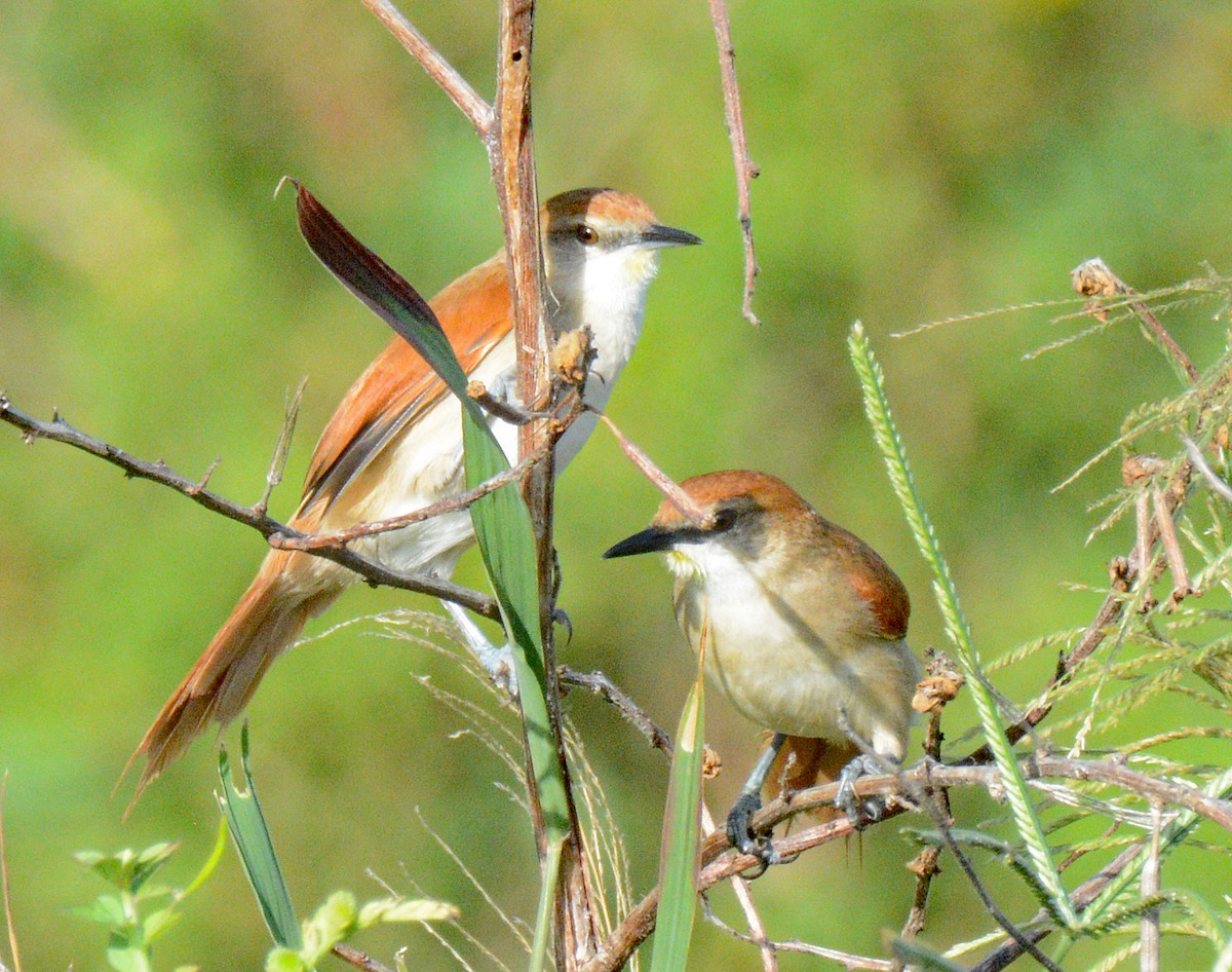 Yellow-chinned Spinetail - ML617610140