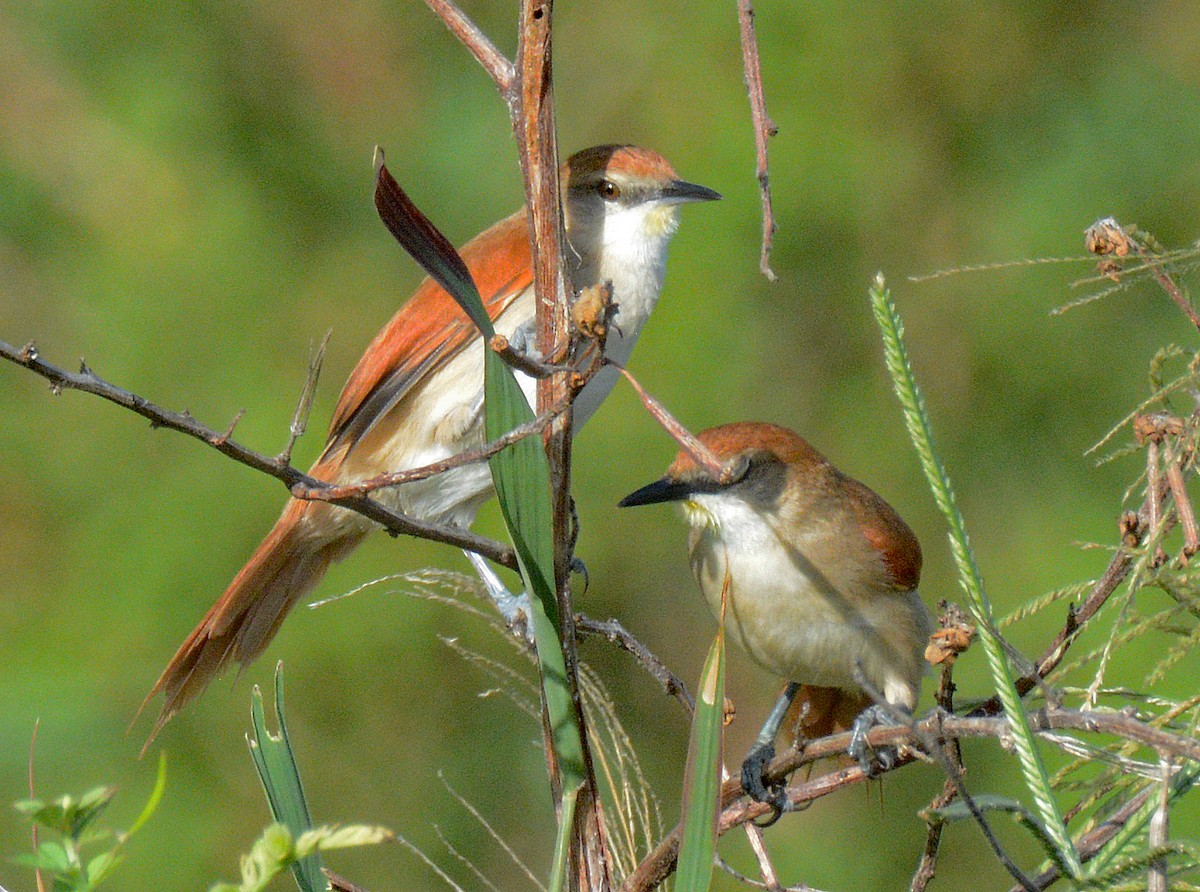 Yellow-chinned Spinetail - ML617610141