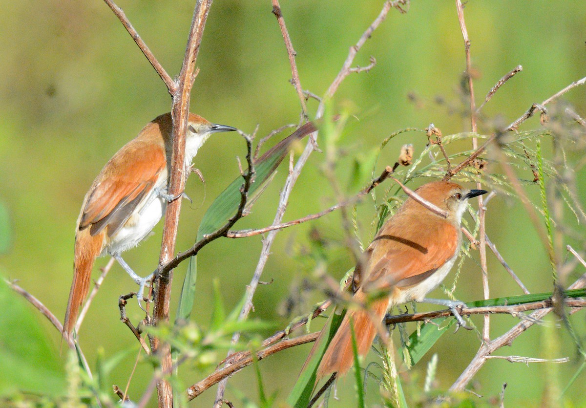 Yellow-chinned Spinetail - ML617610143
