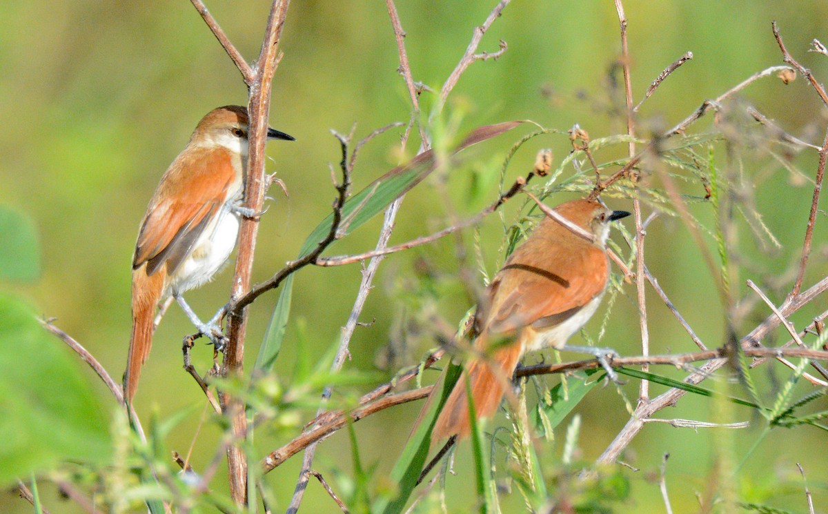 Yellow-chinned Spinetail - ML617610144