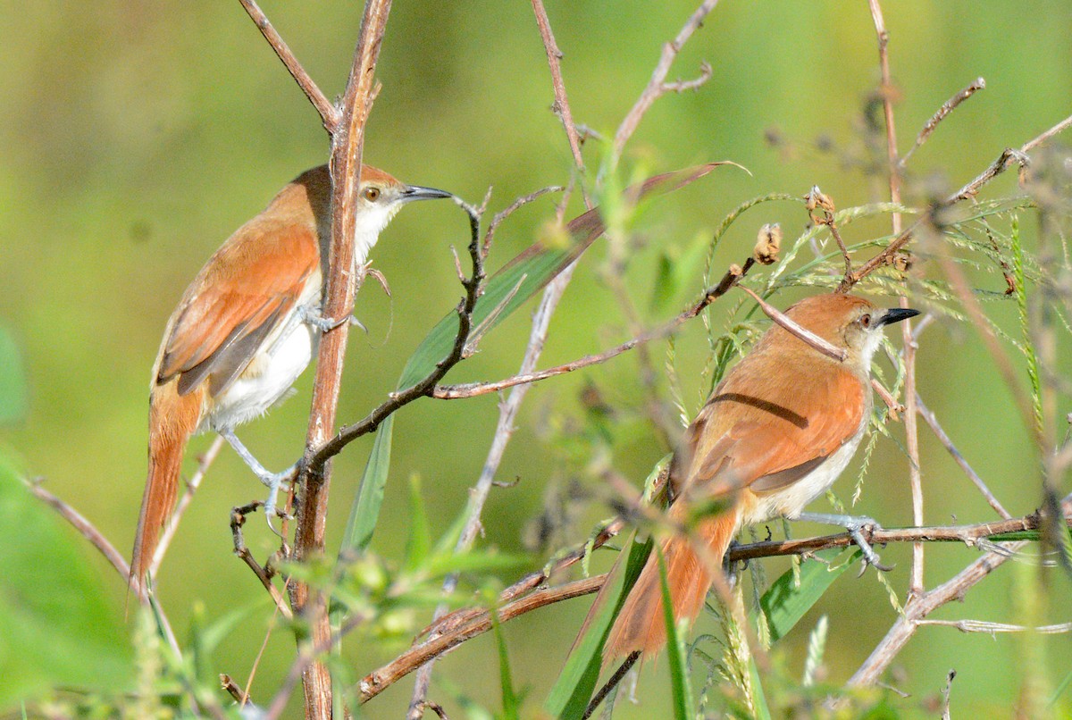 Yellow-chinned Spinetail - ML617610145