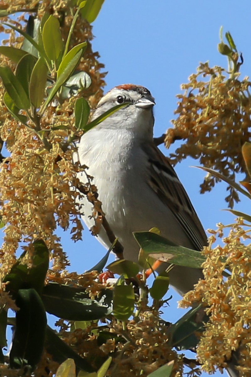 Chipping Sparrow - ML617610151