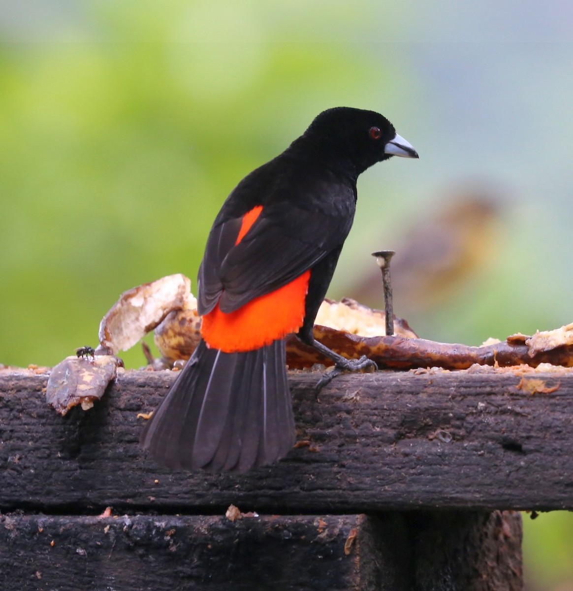 Scarlet-rumped Tanager (Passerini's) - ML617610254