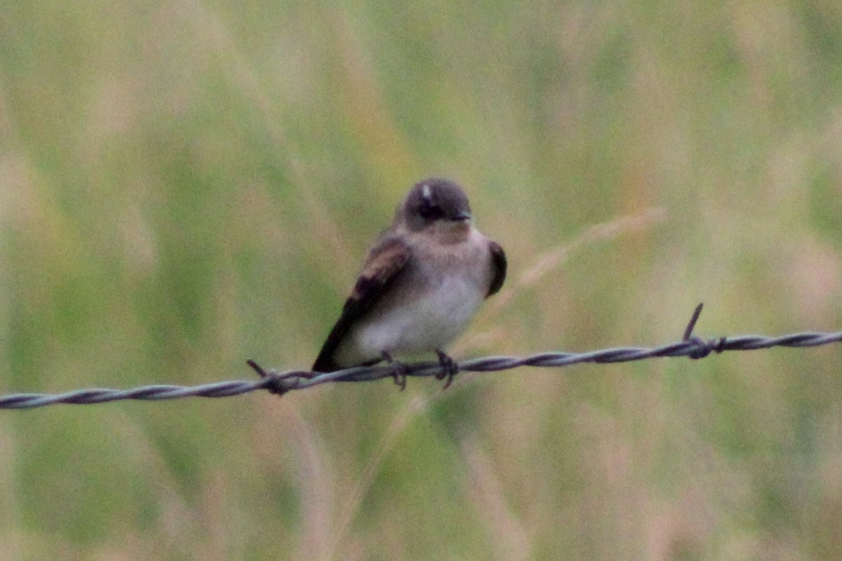 Northern Rough-winged Swallow (Northern) - ML617610437