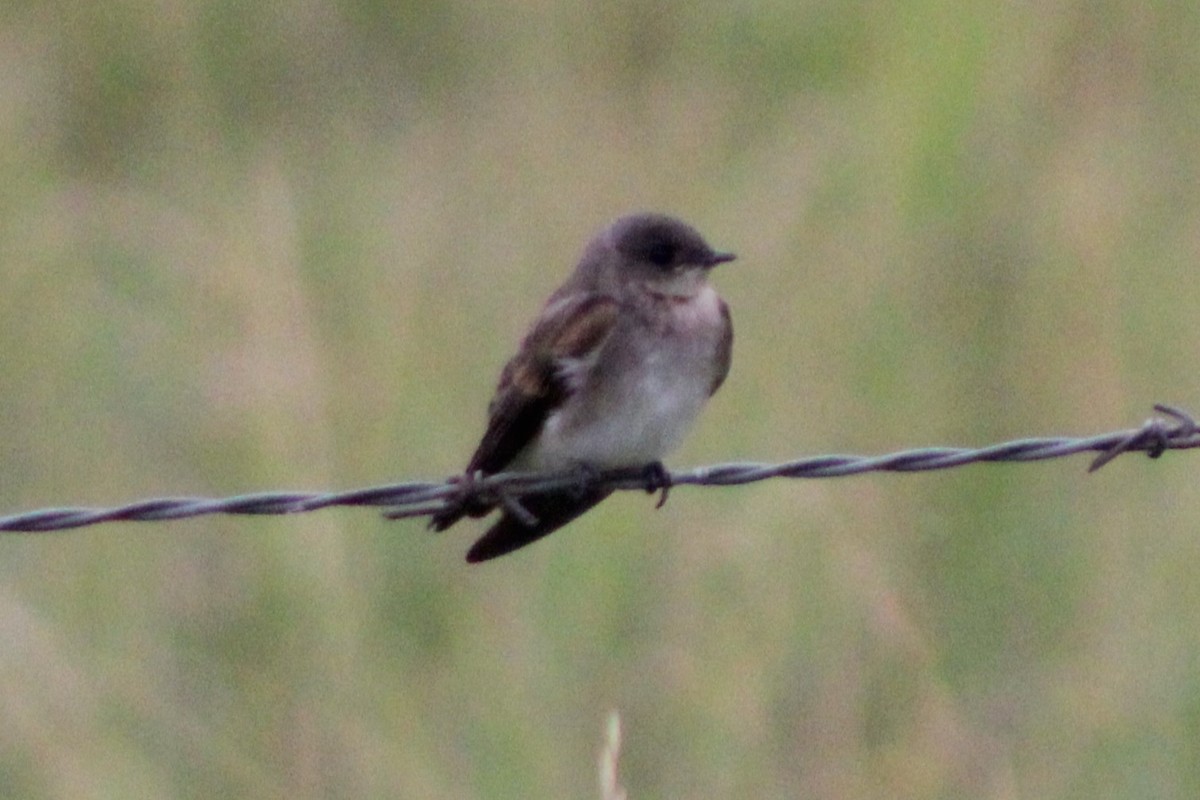 Northern Rough-winged Swallow (Northern) - ML617610438
