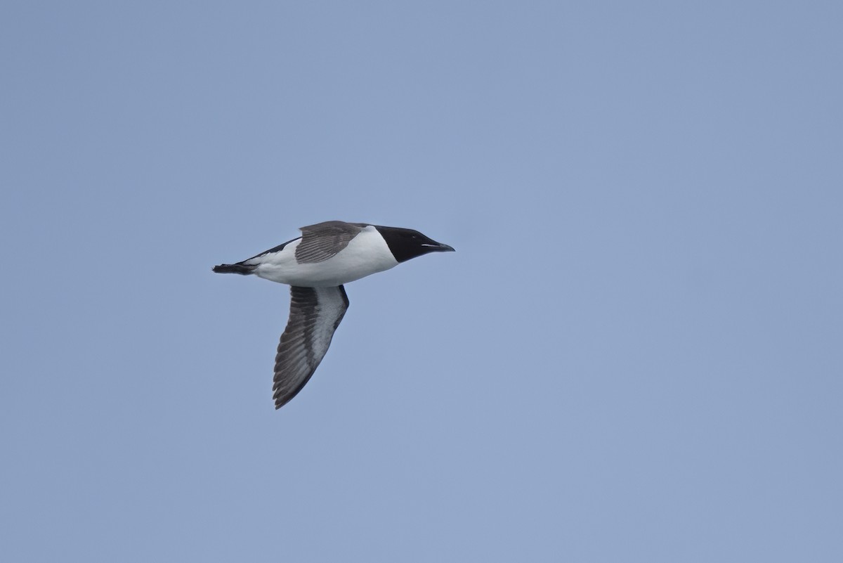Thick-billed Murre - ML617610463