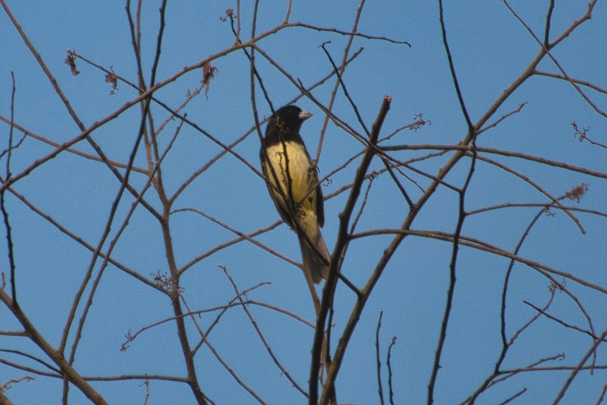 Yellow-bellied Seedeater - ML617610558