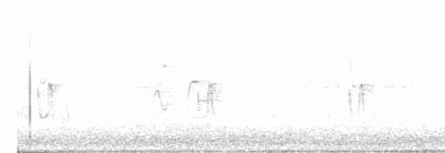 Graustirn-Dickichtschlüpfer - ML617610567